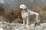 GOLDEN RETRIEVER 424